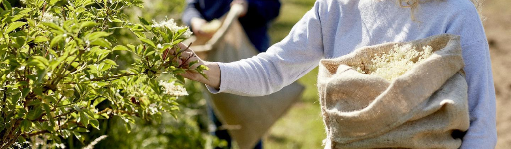 Belvoir Farm Elderflower Picking