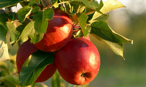 apple - Riesling wine taste