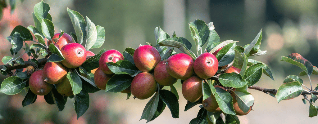 cider